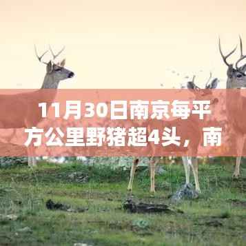 南京野猪密度飙升,野趣危机背后的故事