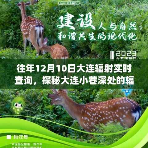 探秘大连小巷深处的辐射实时查询特色小店,历年12月10日辐射数据大揭秘