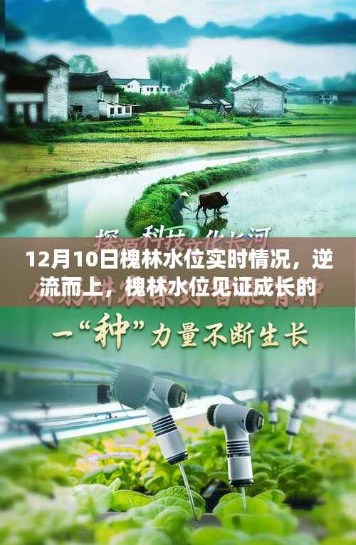 槐林水位逆流而上,见证成长的力量与知识的博弈