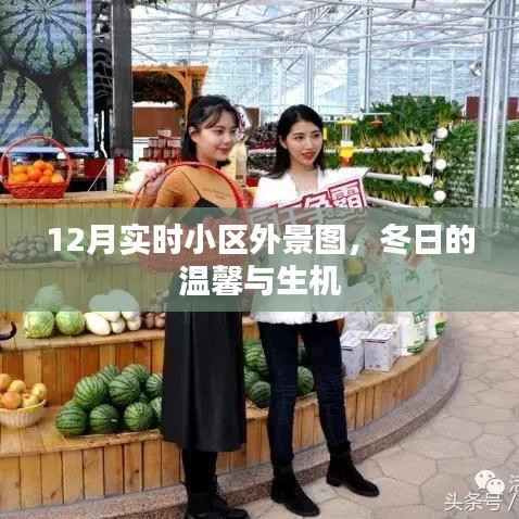 冬月小区美景实拍,温馨与生机并存的外景图