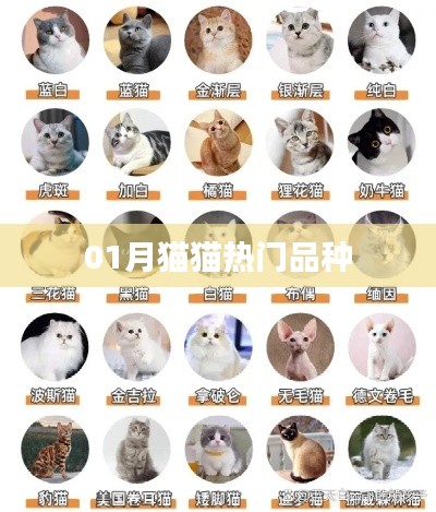 01月热门猫猫品种大盘点