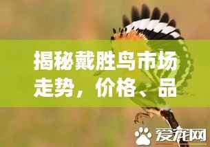 揭秘戴胜鸟市场走势,价格、品种差异及影响因素深度解析