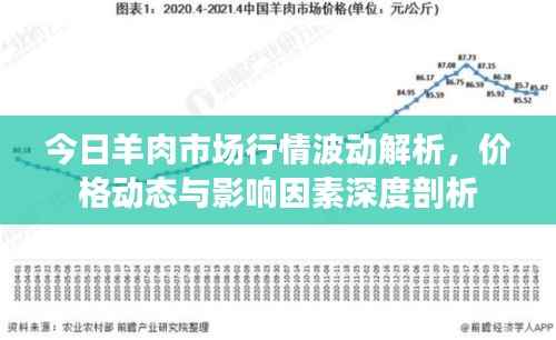 今日羊肉市场行情波动解析,价格动态与影响因素深度剖析