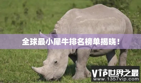 全球最小犀牛排名榜单揭晓!