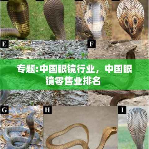 专题:中国眼镜行业,中国眼镜零售业排名