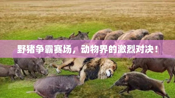 野猪争霸赛场,动物界的激烈对决!