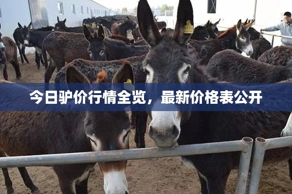 今日驴价行情全览,最新价格表公开