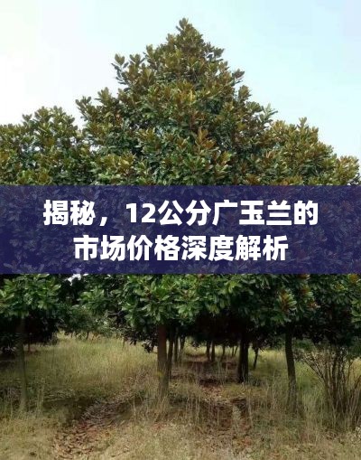 揭秘,12公分广玉兰的市场价格深度解析