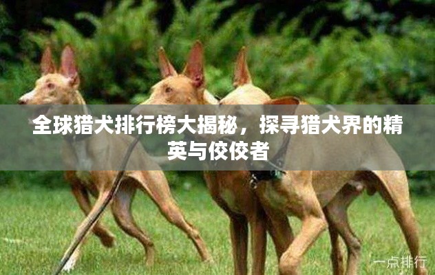 全球猎犬排行榜大揭秘,探寻猎犬界的精英与佼佼者