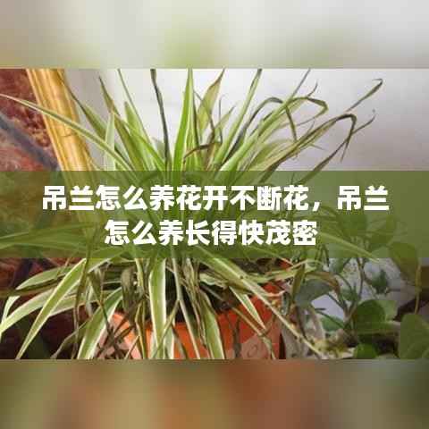 吊兰怎么养花开不断花,吊兰怎么养长得快茂密