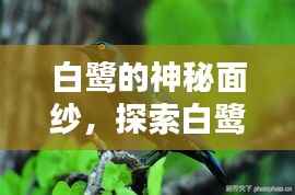 白鹭的神秘面纱,探索白鹭的详细资料
