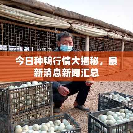 今日种鸭行情大揭秘,最新消息新闻汇总